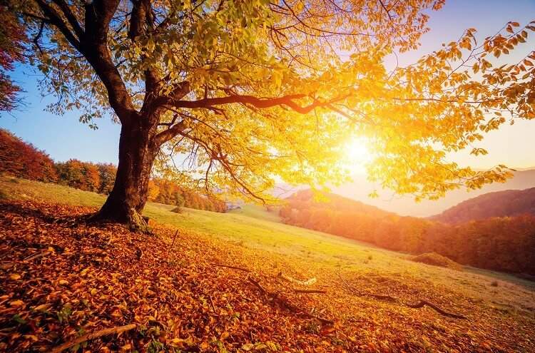 How to Beat the Winter Blues Away - Morning Sunlight